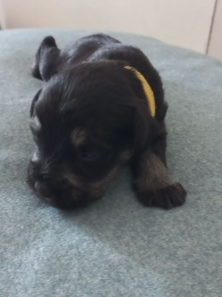 Des Vignes D'Argent - Schnauzer miniature - Portée née le 11/08/2021