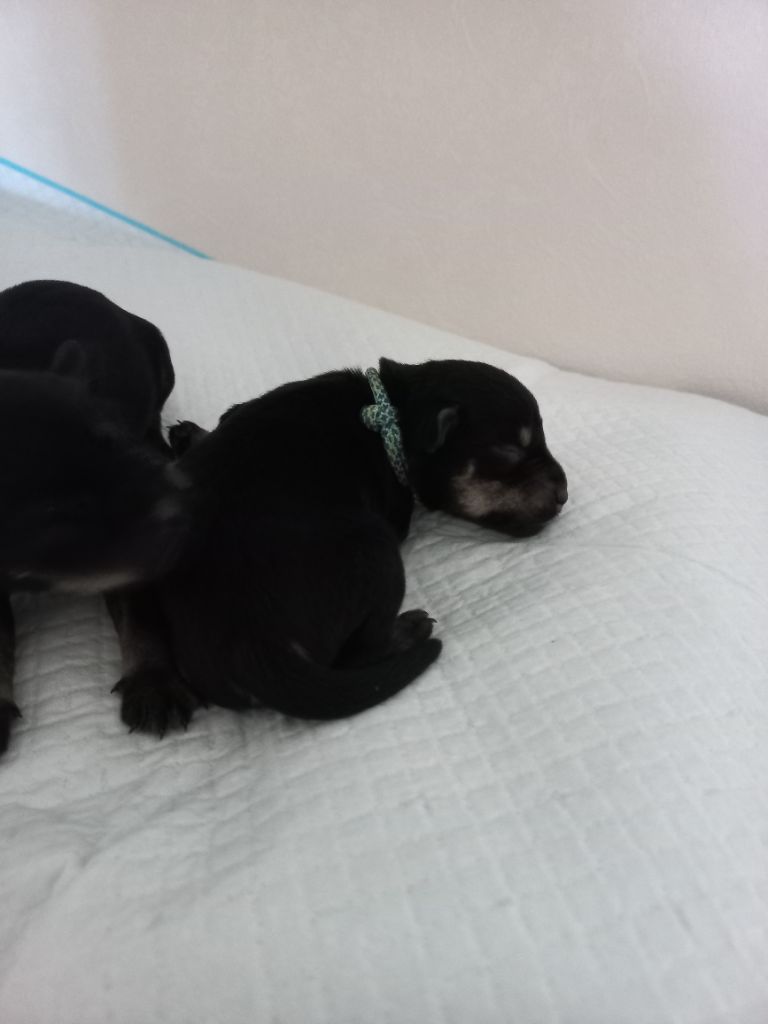 Des Vignes D'Argent - Chiots disponibles - Schnauzer miniature