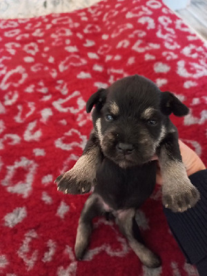 CHIOT 2