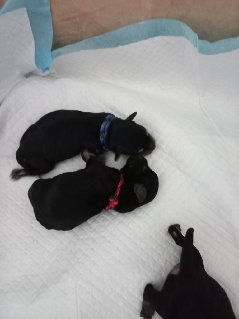 Des Vignes D'Argent - Chiots disponibles - Schnauzer miniature